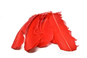 Red Feather Pieces 11.50" x 2.50" - 1 Piece