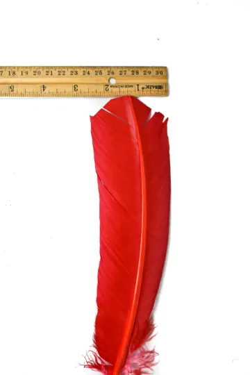 Red Feather Pieces 11.50" x 2.50" - 1 Piece